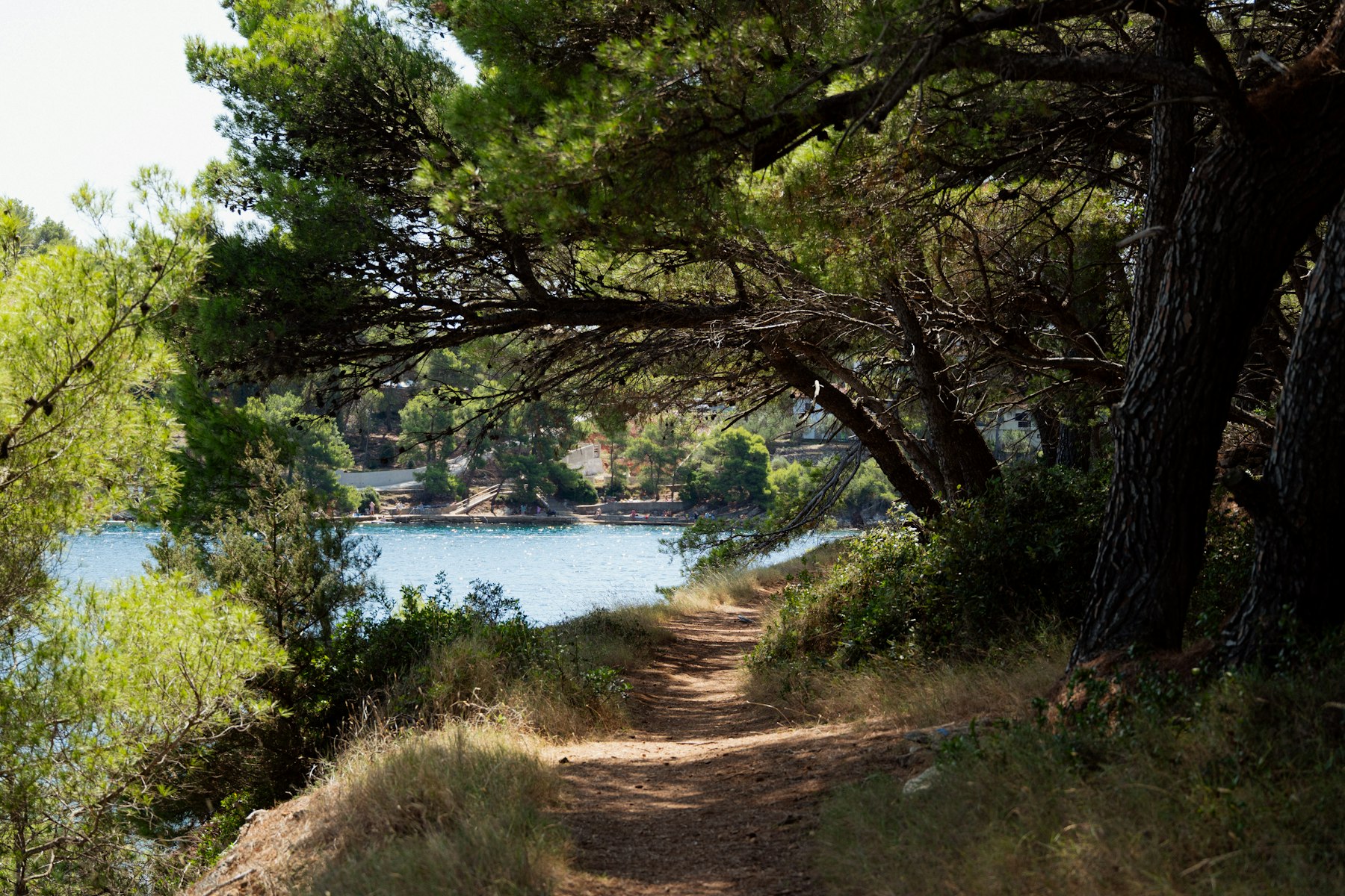 Deniz kıyısı çam yolu